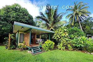 view of the bacj amongst coconout trees