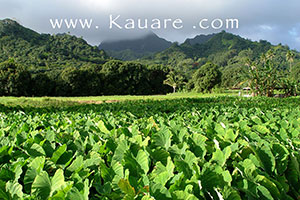 taro crops in fields