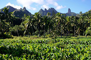 taro plantations and mountain scenery of Rarotonga near the lodge accommodation